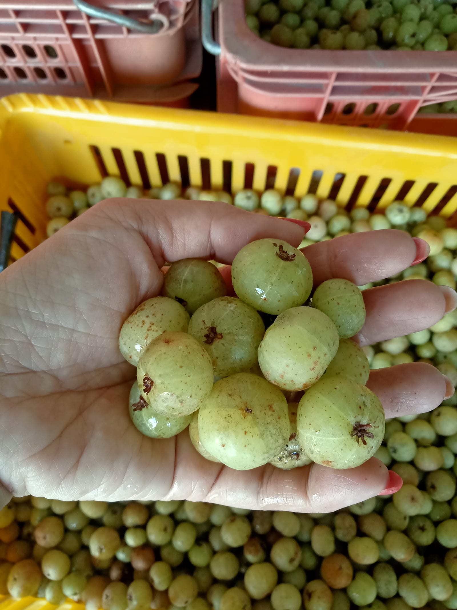 成熟油甘果的鮮採果實與枝葉