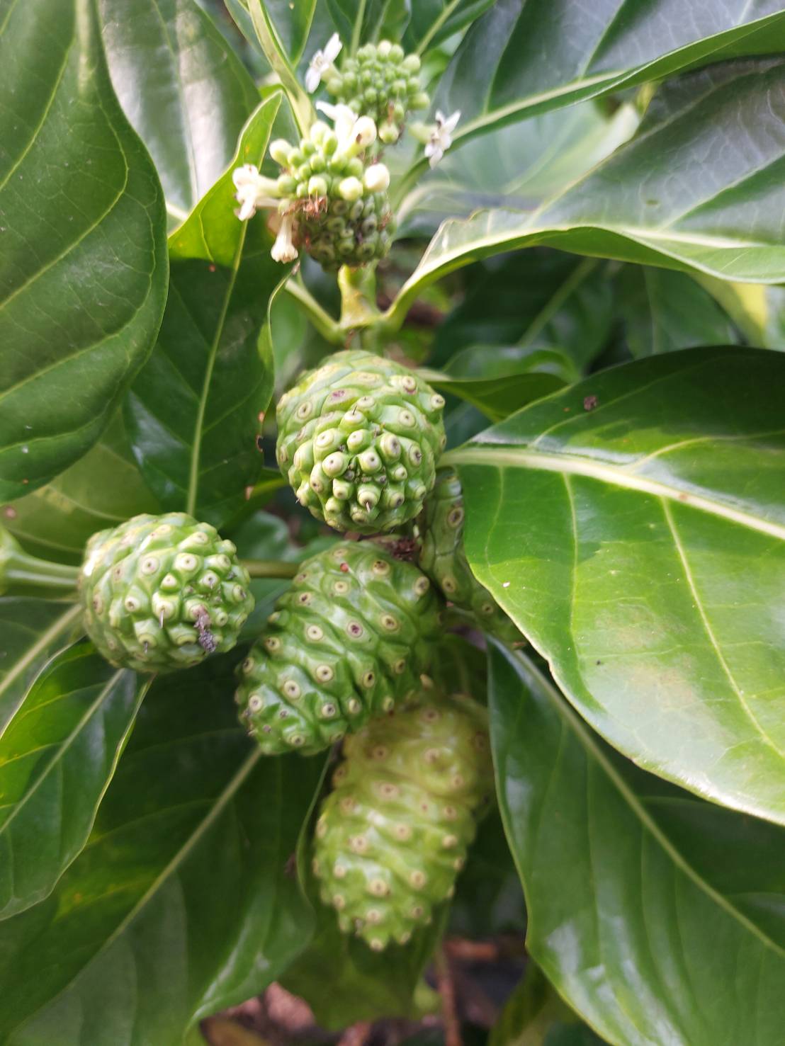 諾麗果植株上的白花與不同成熟階段果實